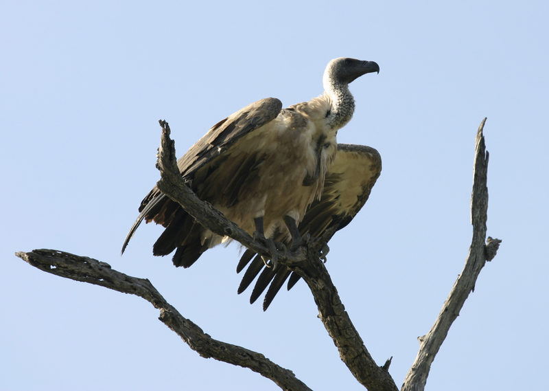 African White-backed Vulture Kruger National Park South Africa; DISPLAY FULL IMAGE.