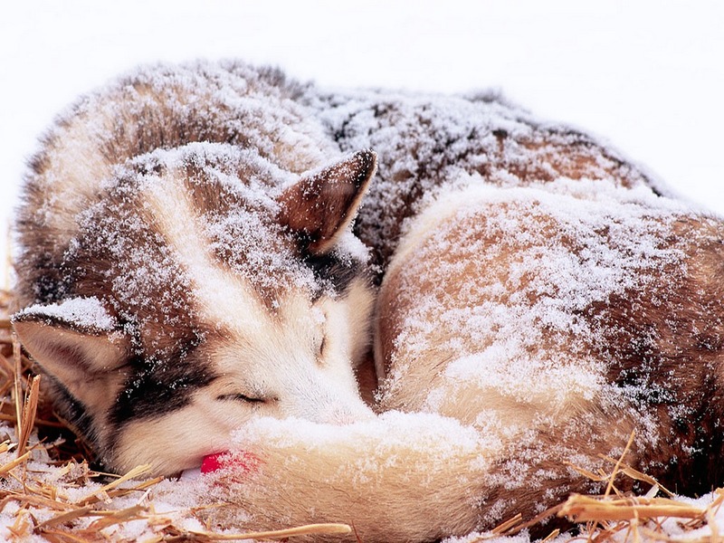 Screen Themes - Let it Snow! - Sled Dog Sleeping; DISPLAY FULL IMAGE.