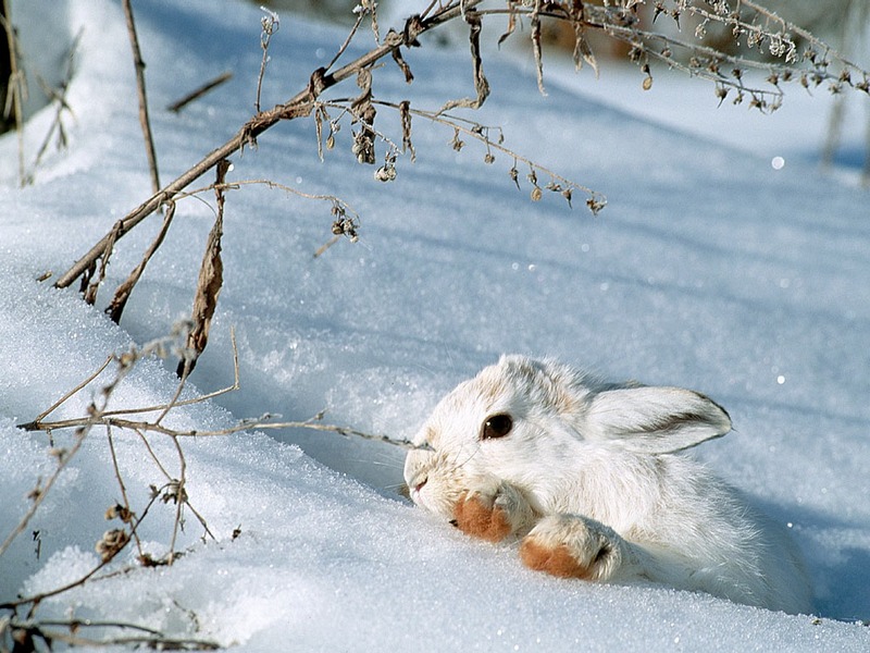 Screen Themes - Let it Snow! - Snowshoe Rabbit; DISPLAY FULL IMAGE.