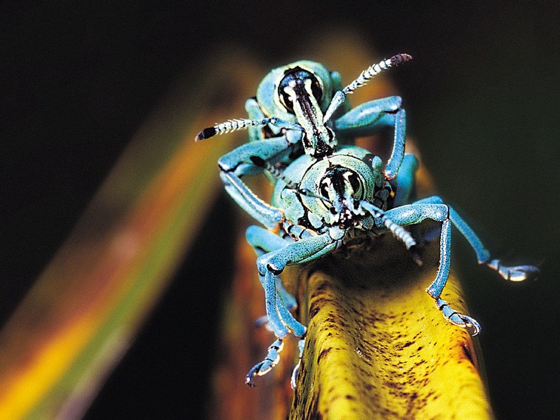Screen Themes - Little Creatures - Azure Snout Weevil pair; DISPLAY FULL IMAGE.