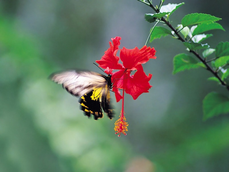 Screen Themes - Little Creatures - Birdwing Butterfly; DISPLAY FULL IMAGE.