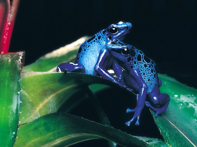 Screen Themes - Little Creatures - Blue Poison Dart Frog duo; DISPLAY FULL IMAGE.