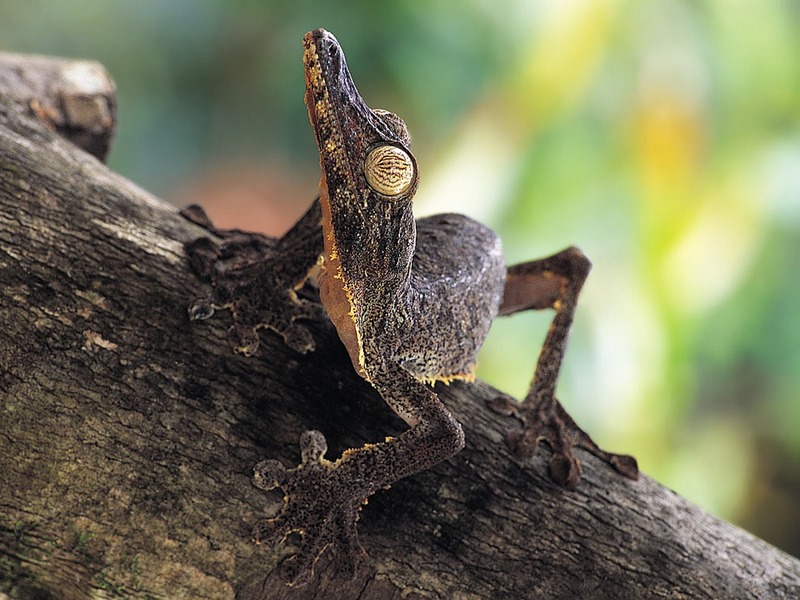 Screen Themes - Little Creatures - Frilled Leaf-tail Gecko; DISPLAY FULL IMAGE.