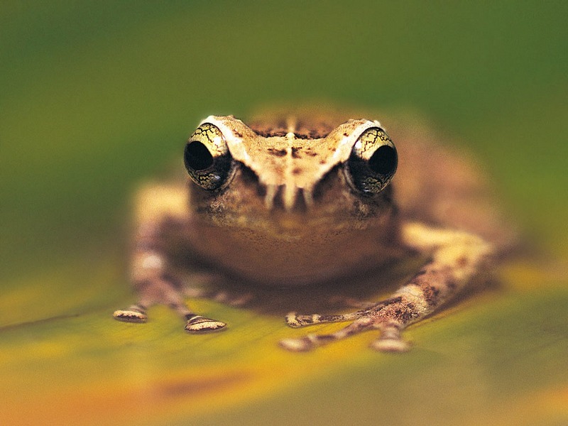 Screen Themes - Little Creatures - Frog; DISPLAY FULL IMAGE.