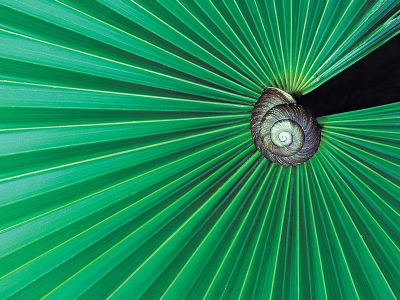 Screen Themes - Little Creatures - Giant Land Snail; DISPLAY FULL IMAGE.