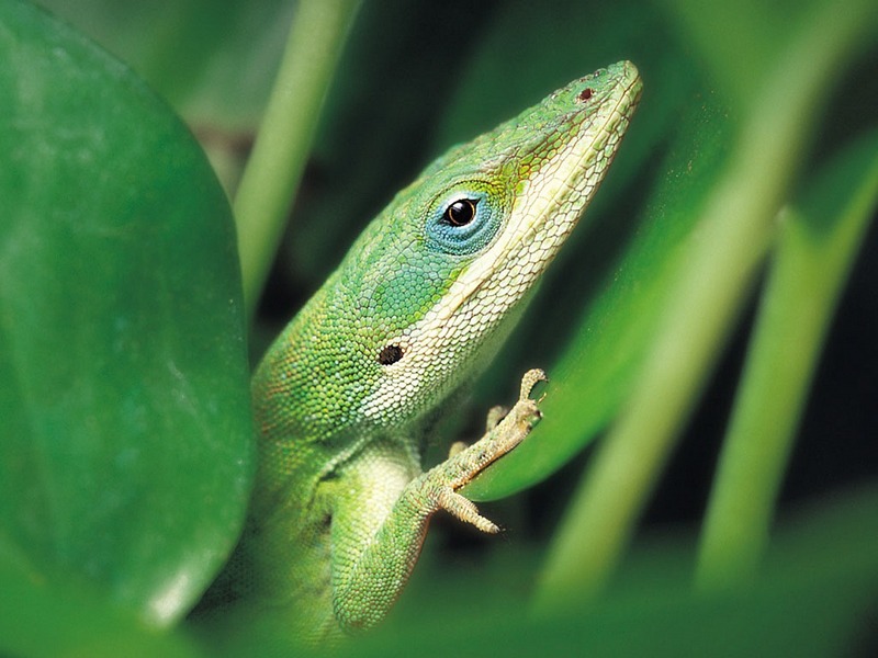Screen Themes - Little Creatures - Green Anole; DISPLAY FULL IMAGE.