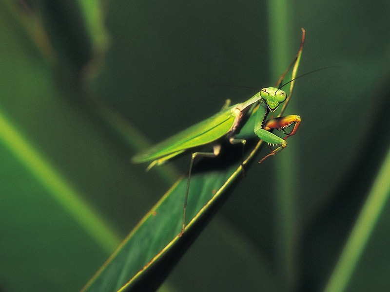 Screen Themes - Little Creatures - Green Praying Mantis; DISPLAY FULL IMAGE.