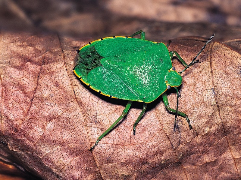 Screen Themes - Little Creatures - Green Stink Bug; DISPLAY FULL IMAGE.
