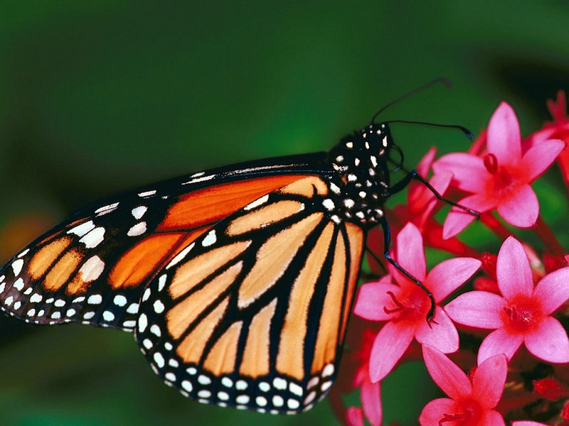 Screen Themes - Little Creatures - Monarch Butterfly; DISPLAY FULL IMAGE.