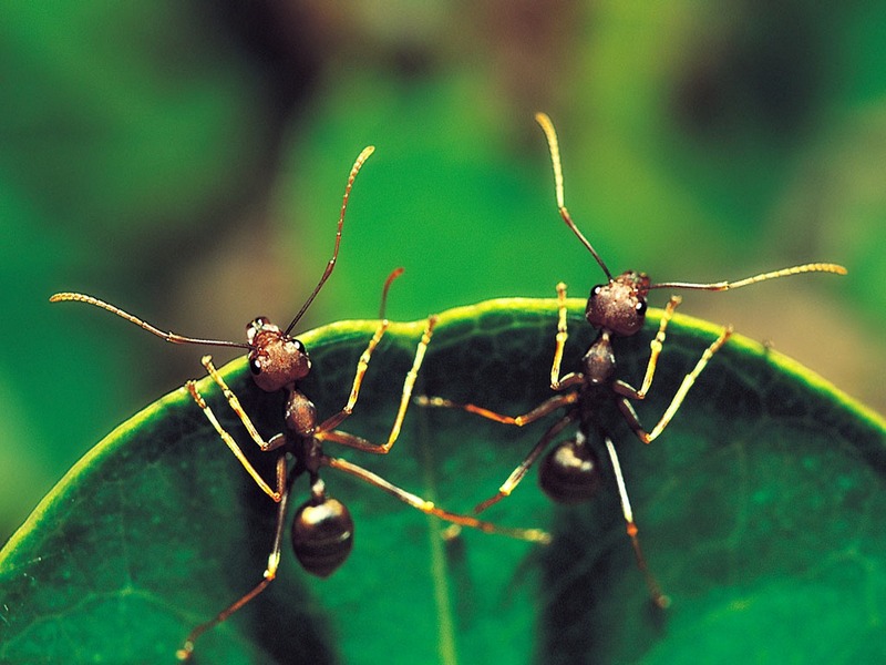 Screen Themes - Little Creatures - Pair of Tailor Ants; DISPLAY FULL IMAGE.