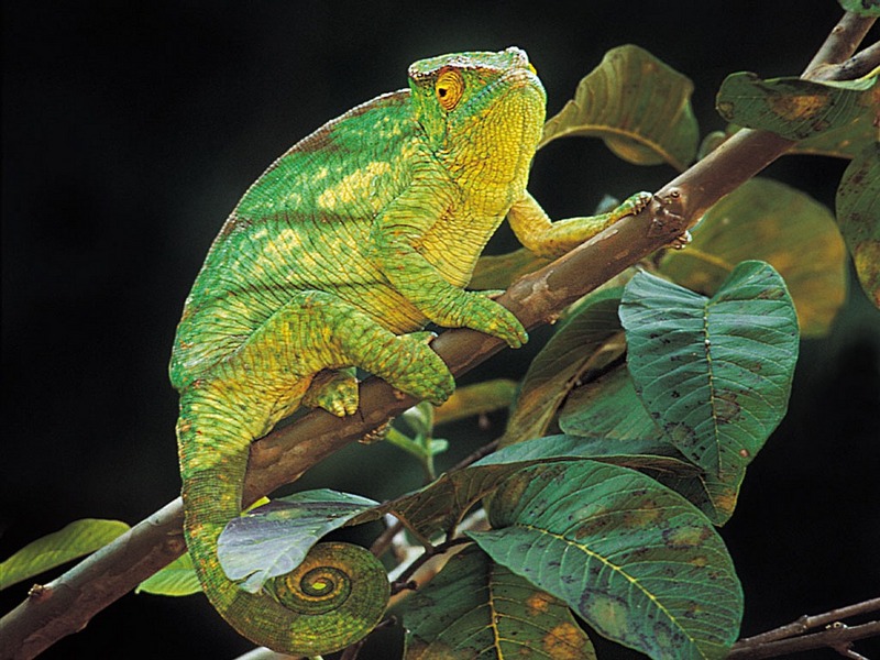 Screen Themes - Little Creatures - Parson's Chameleon; DISPLAY FULL IMAGE.