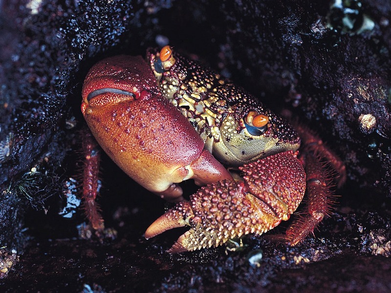 Screen Themes - Little Creatures - Rock Crab; DISPLAY FULL IMAGE.