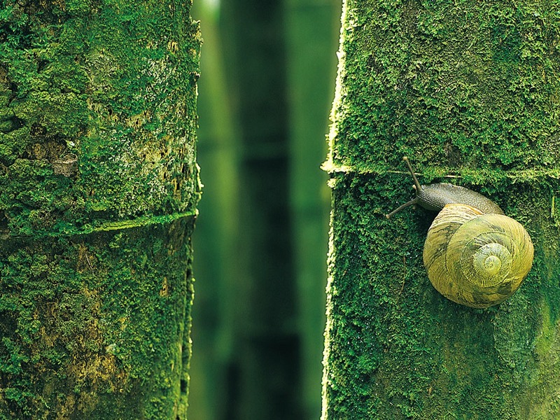 Screen Themes - Little Creatures - Snail on Tree Trunk; DISPLAY FULL IMAGE.