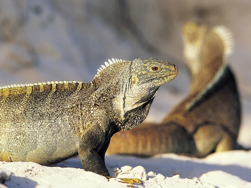 Screen Themes - Little Creatures - Turks and Caicos Iguana; DISPLAY FULL IMAGE.