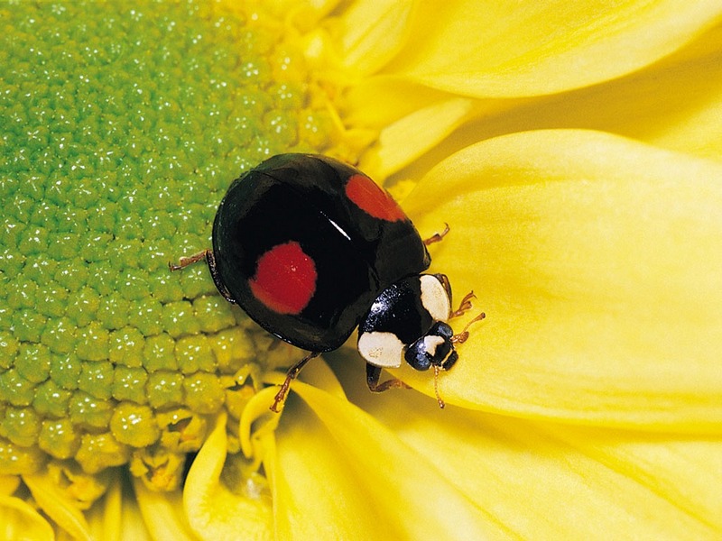 Screen Themes - Little Creatures - Two-spotted Ladybird Beetle; DISPLAY FULL IMAGE.
