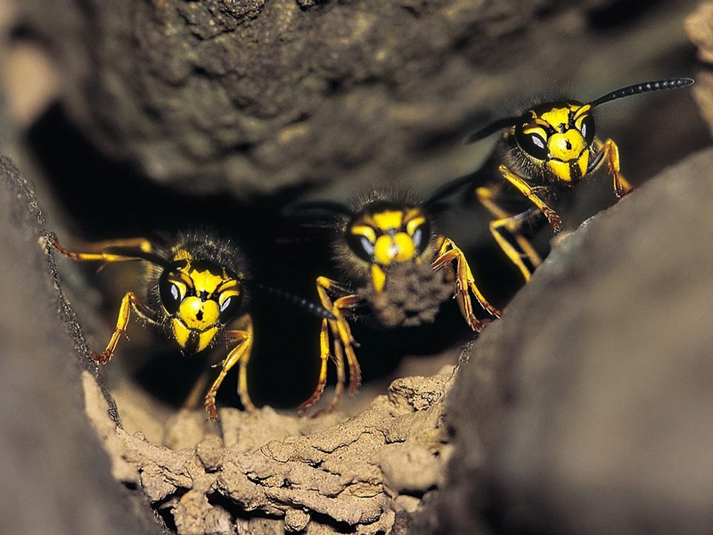 Screen Themes - Little Creatures - Yellowjacket Wasps; DISPLAY FULL IMAGE.