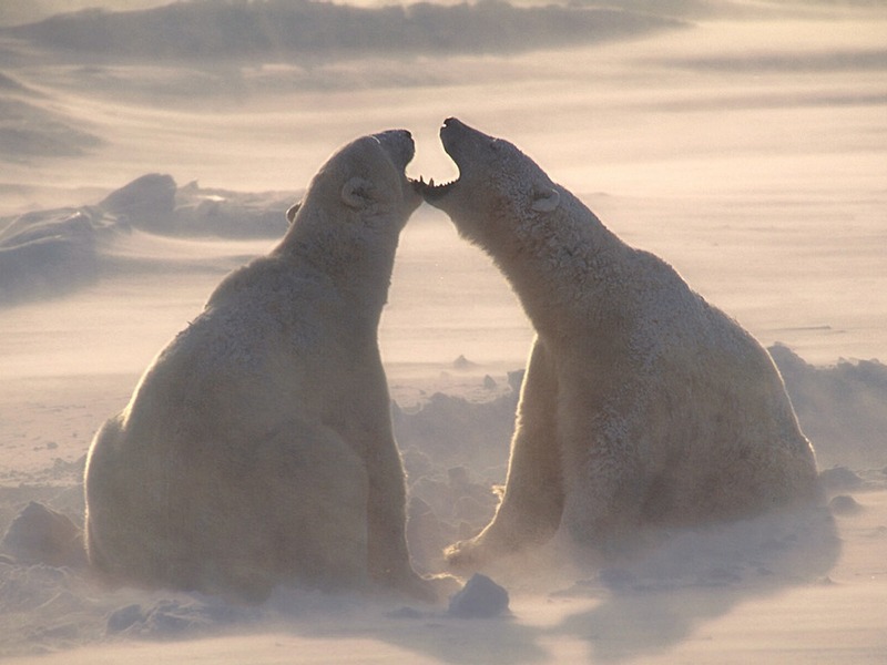 Screen Themes - Polar Bears - Adolescent Cubs; DISPLAY FULL IMAGE.