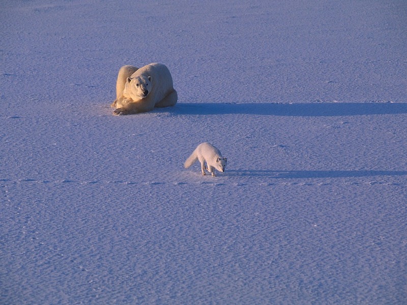 Screen Themes - Polar Bears - Bear & Arctic Fox; DISPLAY FULL IMAGE.