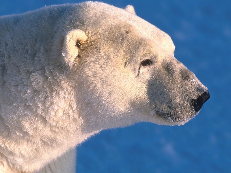 Screen Themes - Polar Bears - Closeup - Profile; DISPLAY FULL IMAGE.