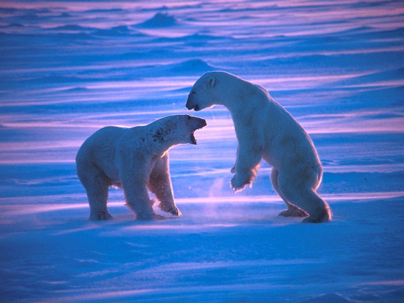 Screen Themes - Polar Bears - Grappling at Dawn; DISPLAY FULL IMAGE.