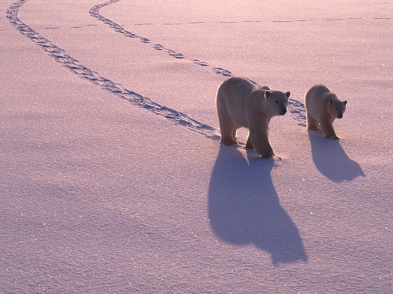 Screen Themes - Polar Bears - Leaving Tracks; DISPLAY FULL IMAGE.