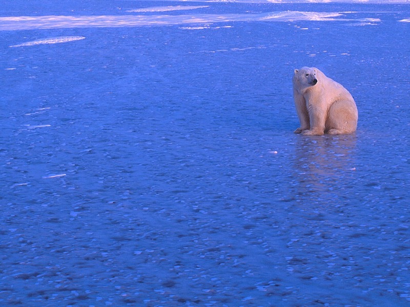 Screen Themes - Polar Bears - Lone Bear on Ice; DISPLAY FULL IMAGE.