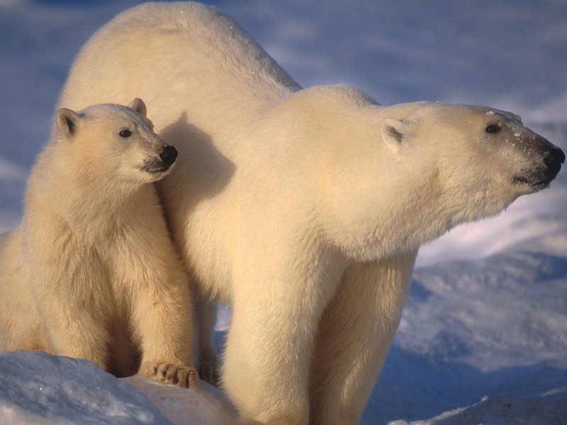 Screen Themes - Polar Bears - Mom & Cub Closeup; DISPLAY FULL IMAGE.