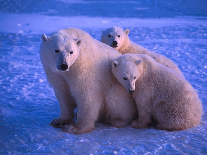 Screen Themes - Polar Bears - Mother & Cubs; DISPLAY FULL IMAGE.