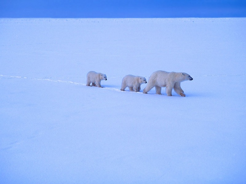 Screen Themes - Polar Bears - Mother & Two Cubs; DISPLAY FULL IMAGE.