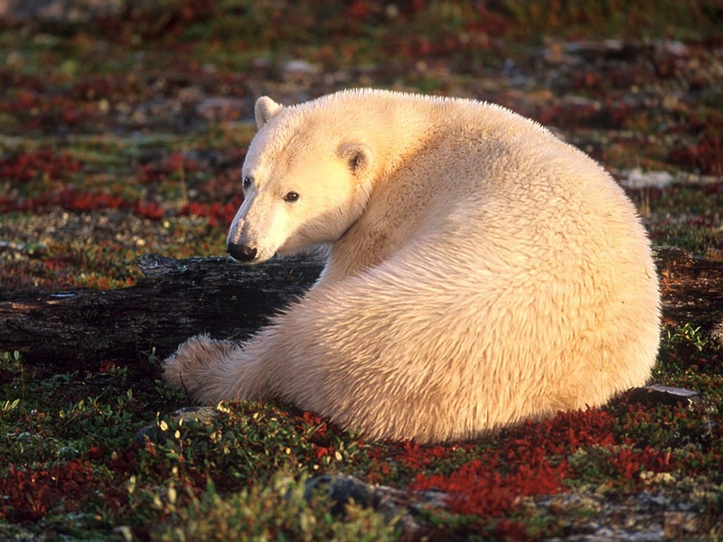 Screen Themes - Polar Bears - On a Field; DISPLAY FULL IMAGE.