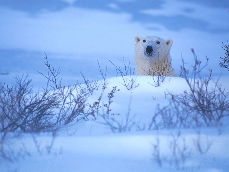 Screen Themes - Polar Bears - Peeking over Snow; DISPLAY FULL IMAGE.