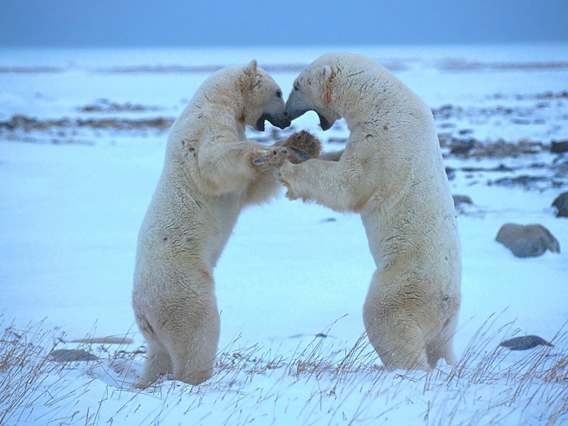 Screen Themes - Polar Bears - Play Fighting; DISPLAY FULL IMAGE.
