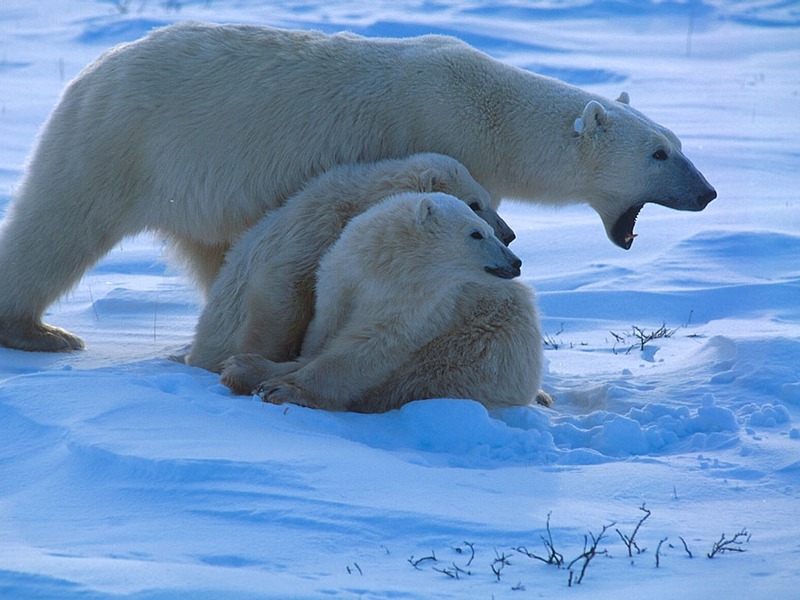 Screen Themes - Polar Bears - Protective Mother; DISPLAY FULL IMAGE.