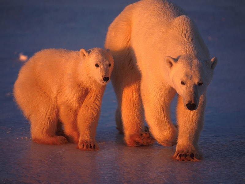 Screen Themes - Polar Bears - Sunrise on Mom & Cub; DISPLAY FULL IMAGE.