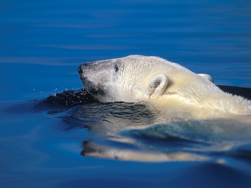 Screen Themes - Polar Bears - Swimming; DISPLAY FULL IMAGE.