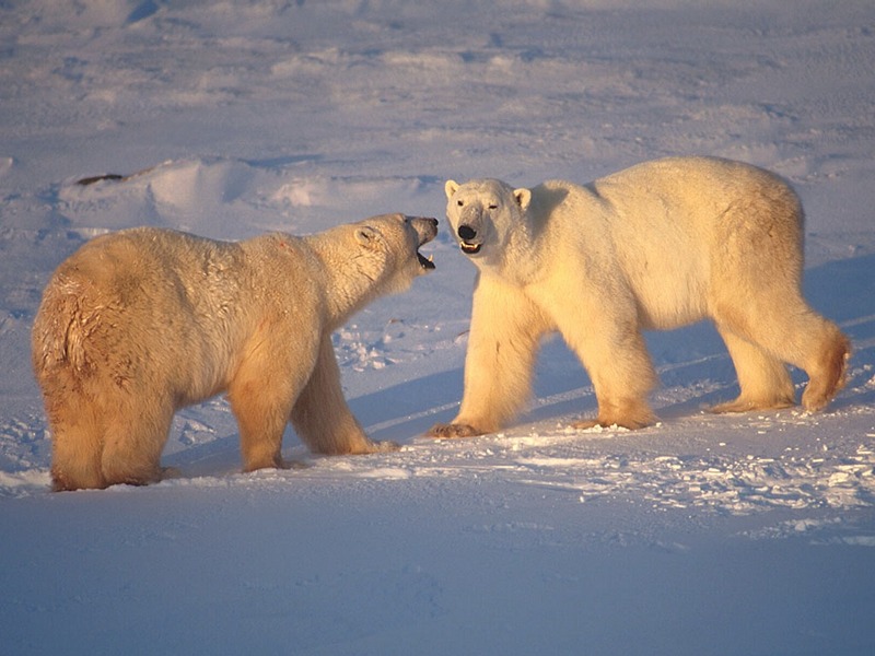 Screen Themes - Polar Bears - Two Adults; DISPLAY FULL IMAGE.