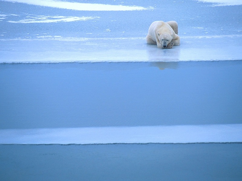 Screen Themes - Polar Bears - Waiting for Dinner; DISPLAY FULL IMAGE.