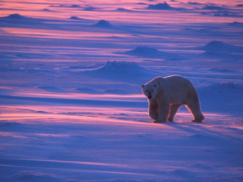 Screen Themes - Polar Bears - Walking at Dawn; DISPLAY FULL IMAGE.