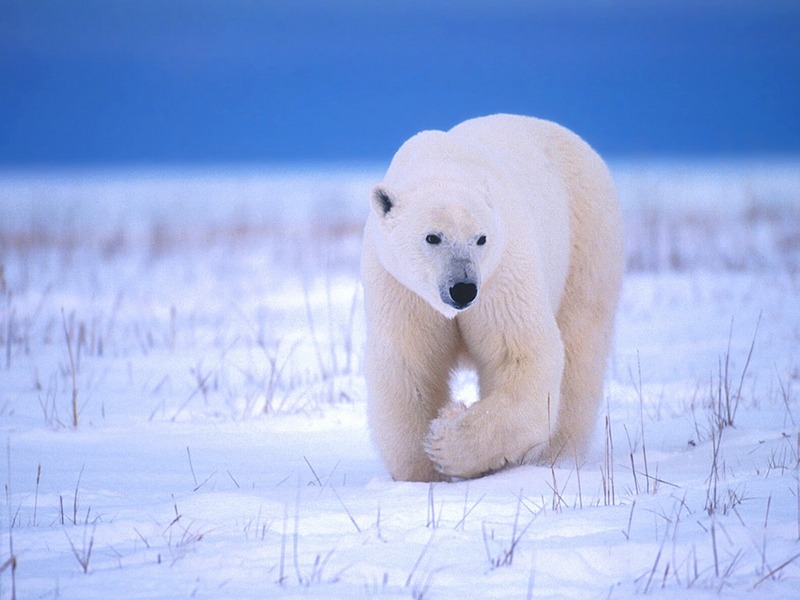 Screen Themes - Polar Bears - Walking Head-on; DISPLAY FULL IMAGE.