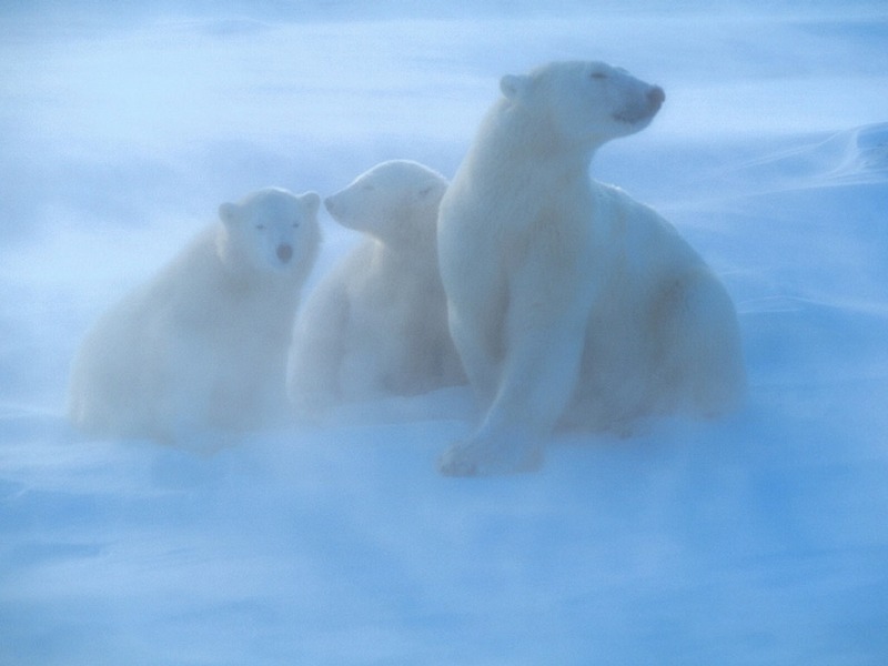Screen Themes - Polar Bears - Windstorm; DISPLAY FULL IMAGE.