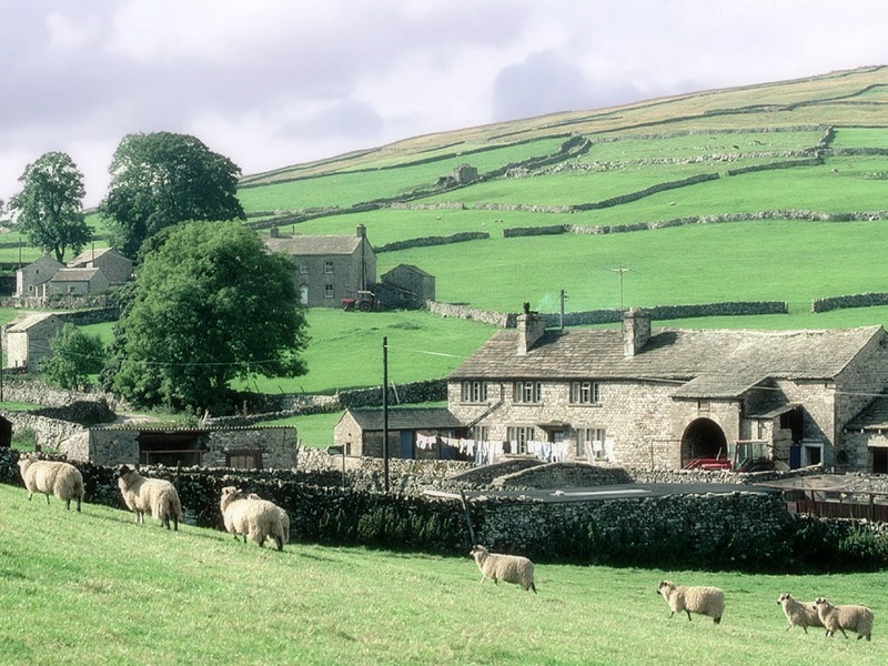 Screen Themes - Rustic Barns - Sheep, Yorkshire Dales, England; DISPLAY FULL IMAGE.