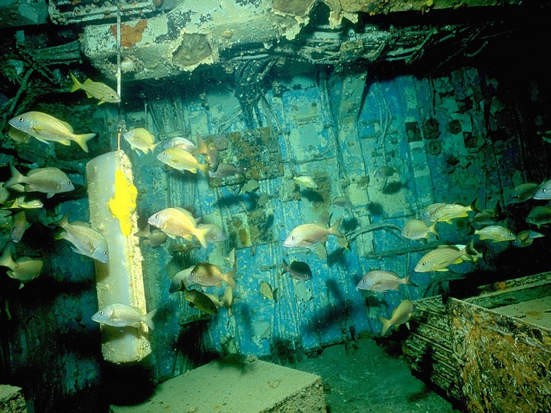 Screen Themes - Shipwrecks - Fish inside Wrecked Ship; DISPLAY FULL IMAGE.