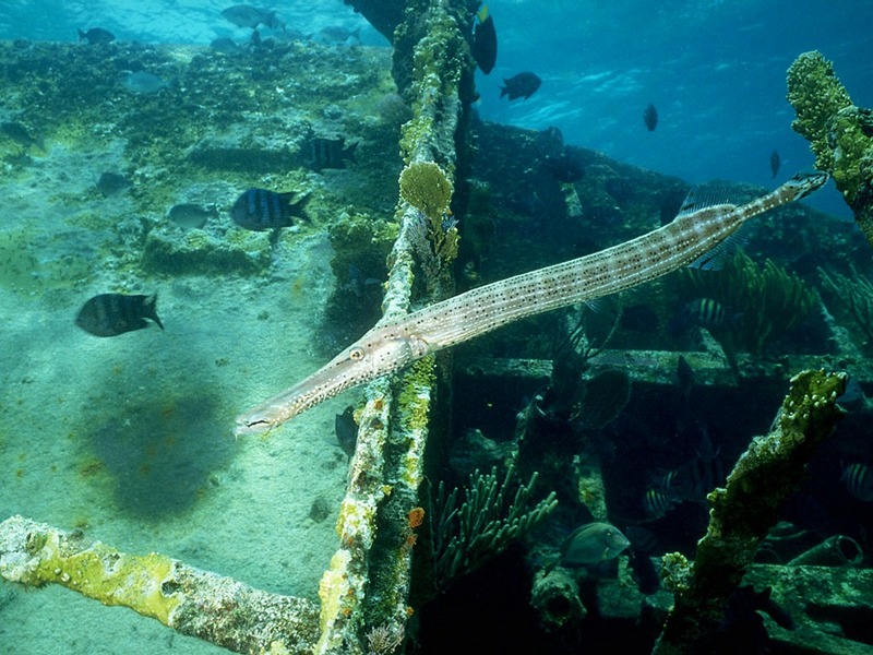 Screen Themes - Shipwrecks - Pipe Fish, Shipwreck in Coral Reef; DISPLAY FULL IMAGE.