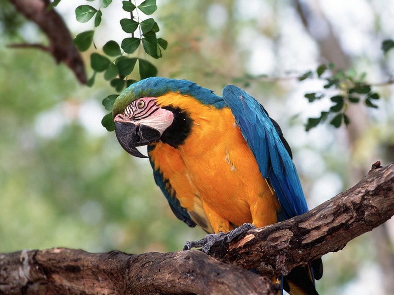 Screen Themes - Tropical Rainforest - Blue and Yellow Macaw; DISPLAY FULL IMAGE.
