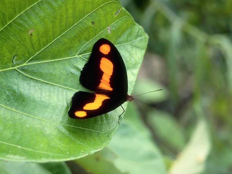 Screen Themes - Tropical Rainforest - Butterfly Resting on Leaf; DISPLAY FULL IMAGE.