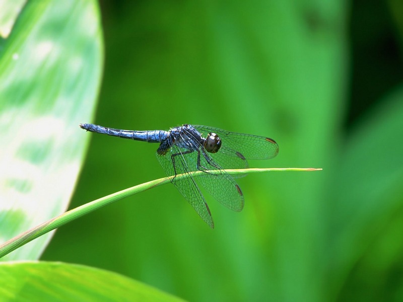 Screen Themes - Tropical Rainforest - Dragonfly on a Flower; DISPLAY FULL IMAGE.
