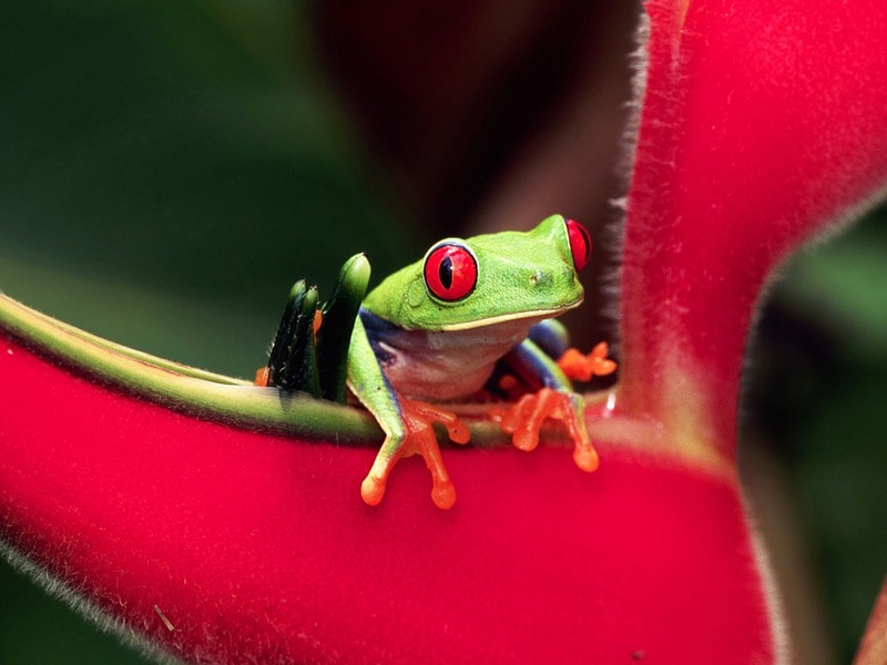 Screen Themes - Tropical Rainforest - Red-eyed Treefrog; DISPLAY FULL IMAGE.