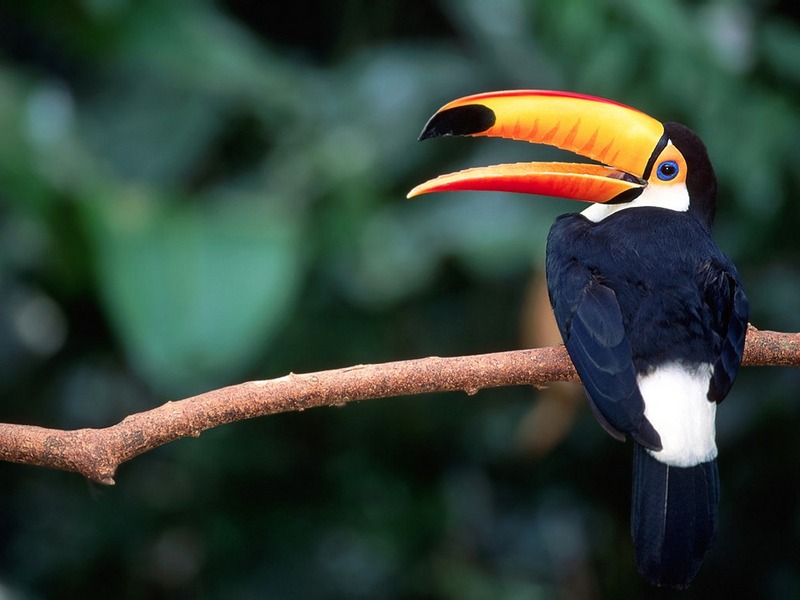 Screen Themes - Tropical Rainforest - Toco Toucan in Tree; DISPLAY FULL IMAGE.