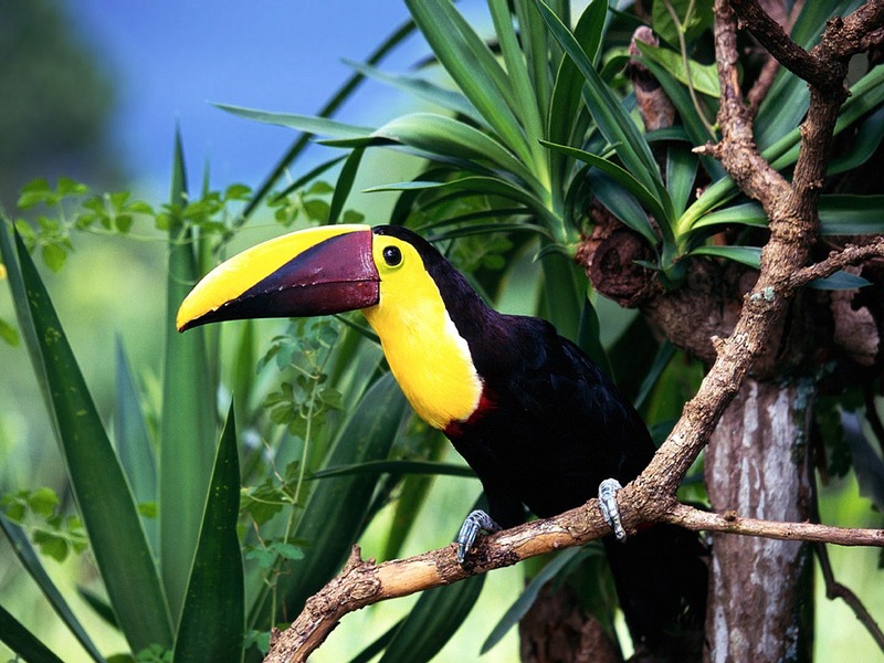 Screen Themes - Tropical Rainforest - Toucan on Branch; DISPLAY FULL IMAGE.