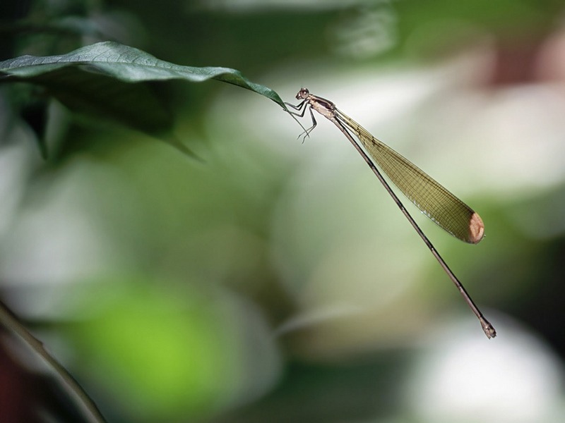 Screen Themes - Tropical Rainforest - Tropical Rain Forest Damselfly; DISPLAY FULL IMAGE.